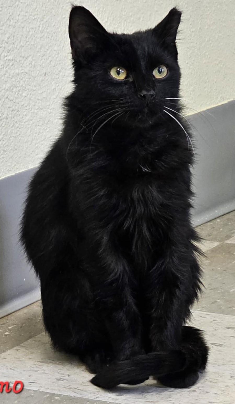 Enlarge Gizmo, a Adoptable mixed breed in Libby, MT image 1/5