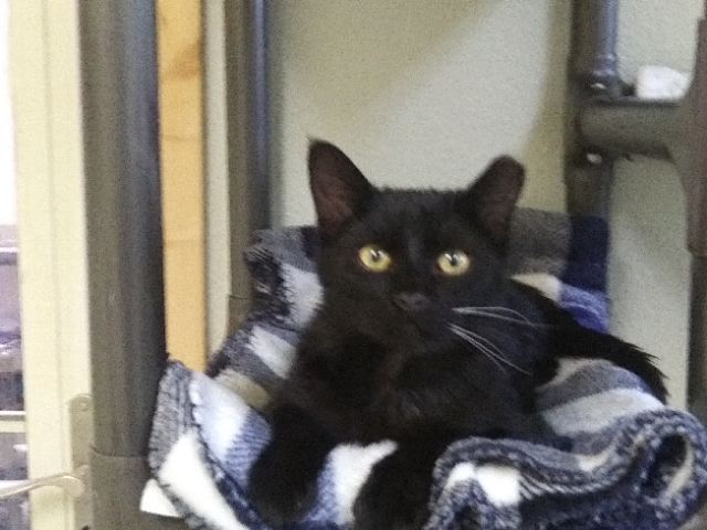 Gizmo, a Adoptable mixed breed in Libby, MT image 1/5