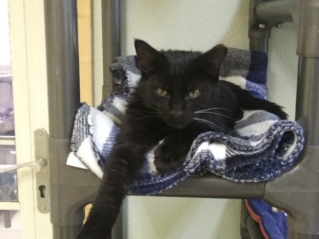 Gizmo, a Adoptable mixed breed in Libby, MT image 4/5