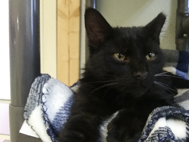 Gizmo, a Adoptable mixed breed in Libby, MT image 2/5