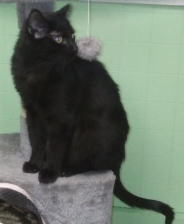 Enlarge Gizmo, a Adoptable mixed breed in Libby, MT image 4/5