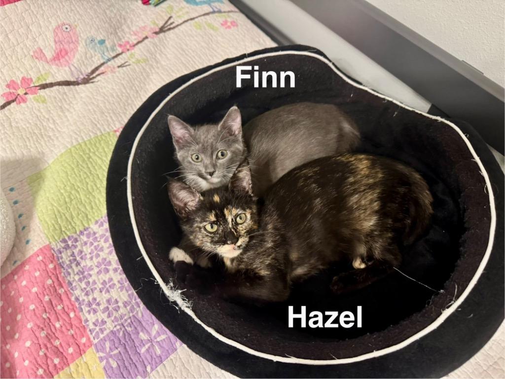 Hazel Kitty, a Adoptable Domestic Short Hair in Alvin, TX image 1/6