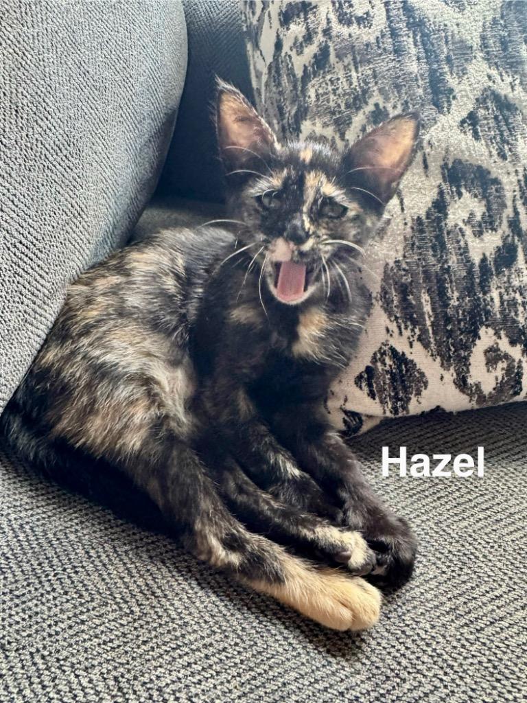 Hazel Kitty, a Adoptable Domestic Short Hair in Alvin, TX image 2/6