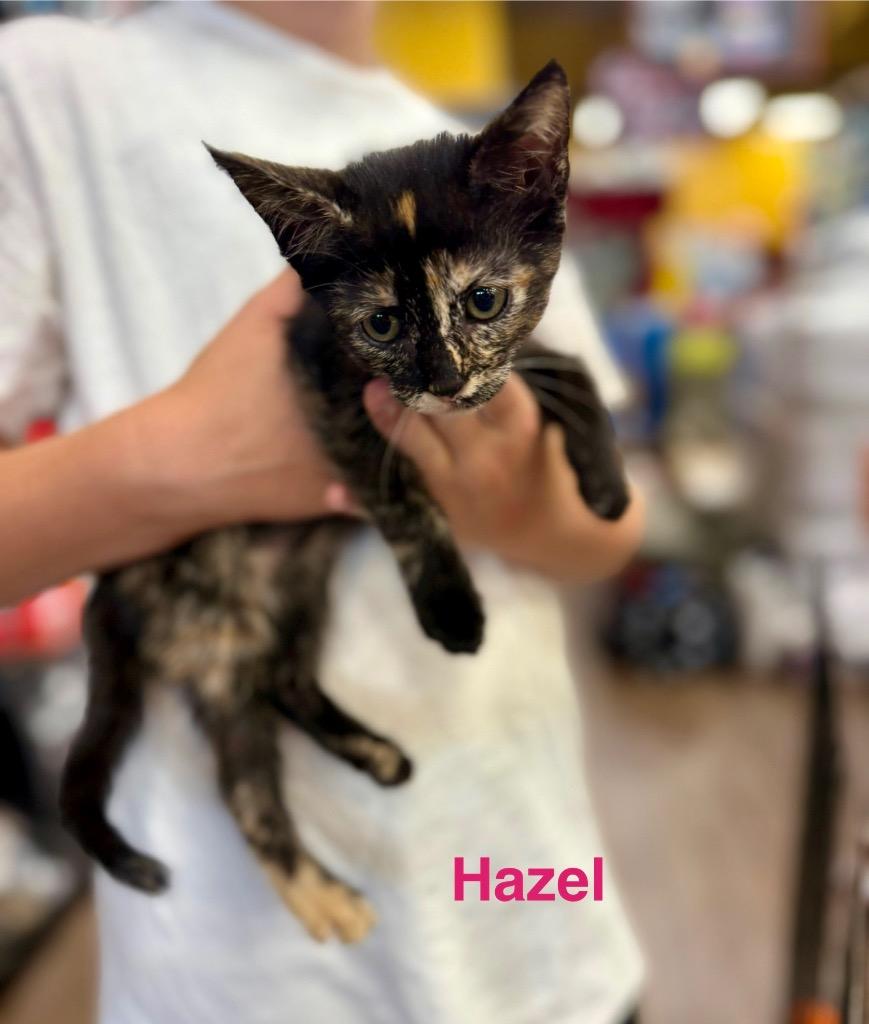 Hazel Kitty, a Adoptable Domestic Short Hair in Alvin, TX image 3/6