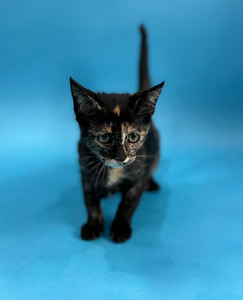 Hazel Kitty, a Adoptable Domestic Short Hair in Alvin, TX image 4/6