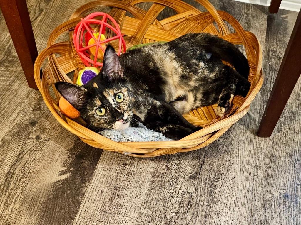 Hazel Kitty, a Adoptable Domestic Short Hair in Alvin, TX image 5/6