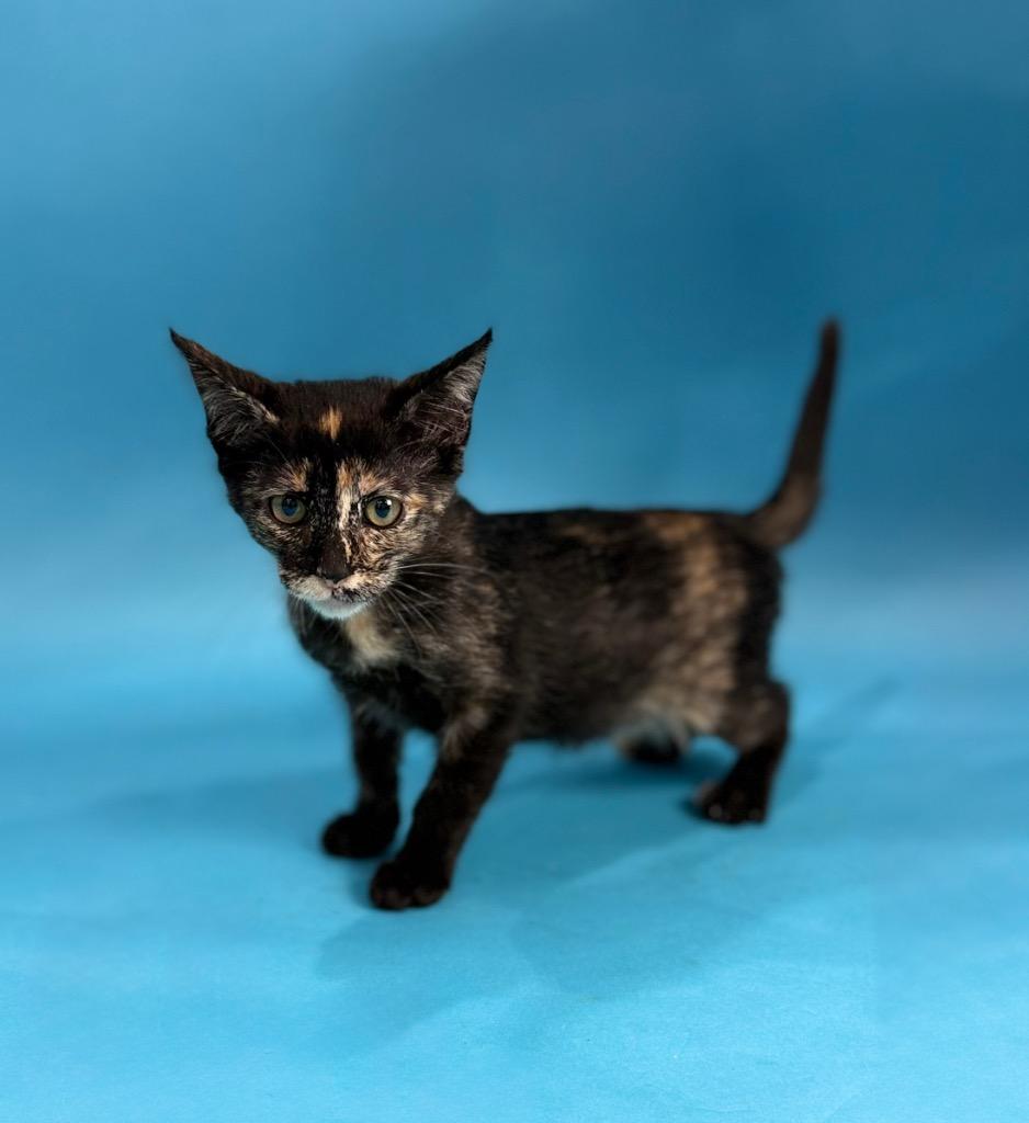 Hazel Kitty, a Adoptable Domestic Short Hair in Alvin, TX image 6/6