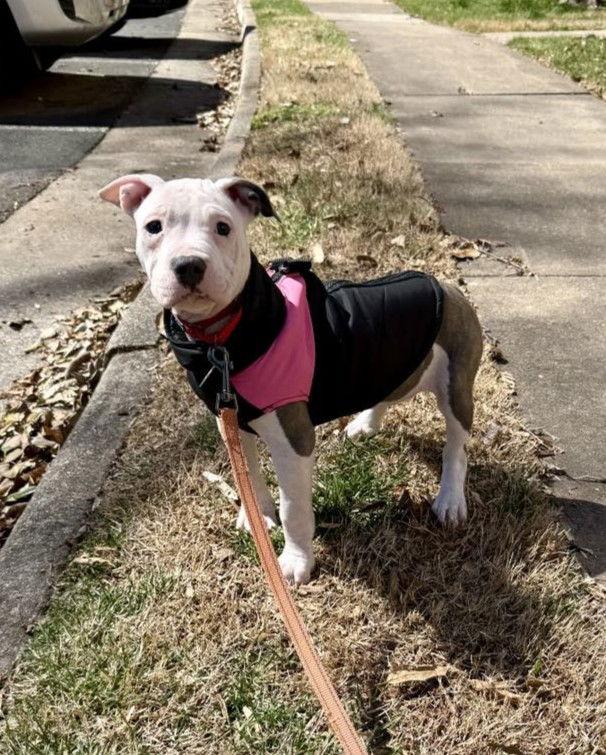 Enlarge Maisie, a Adoptable Pit Bull Terrier in Spotsylvania, VA image 2/3