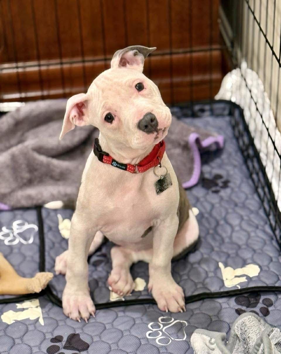 Enlarge Maisie, a Adoptable Pit Bull Terrier in Spotsylvania, VA image 3/3