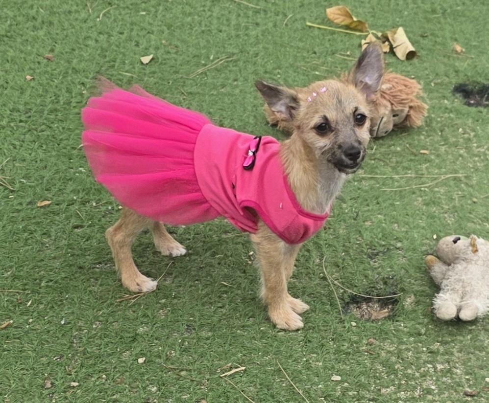 Enlarge Mia, a ADOPTABLE mixed breed in Fallbrook, CA image 5/6