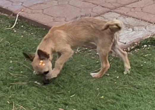 Mia, ADOPTABLE, Puppy Female Miniature Poodle & Chihuahua.