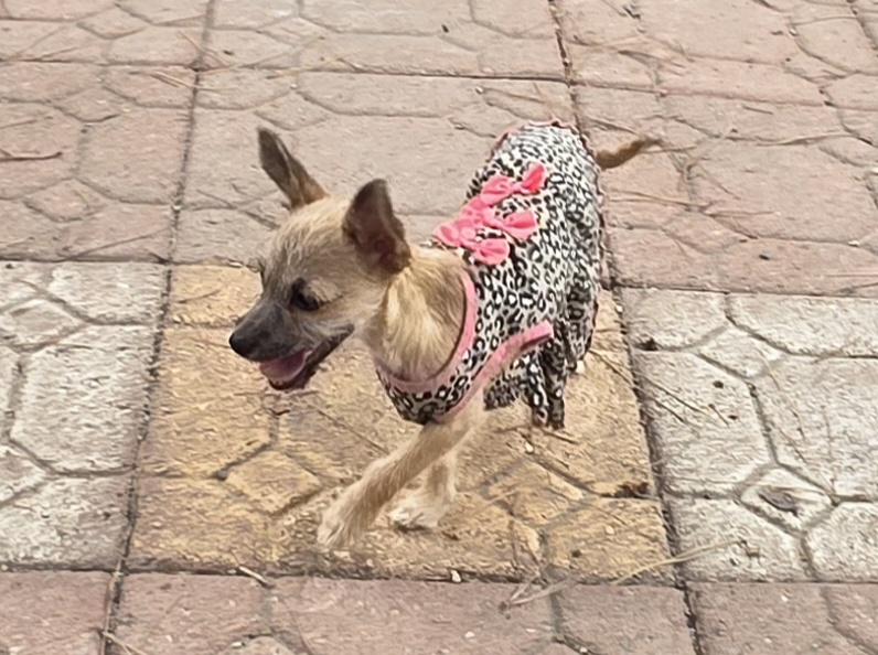 Enlarge Mia, a ADOPTABLE mixed breed in Fallbrook, CA image 2/6