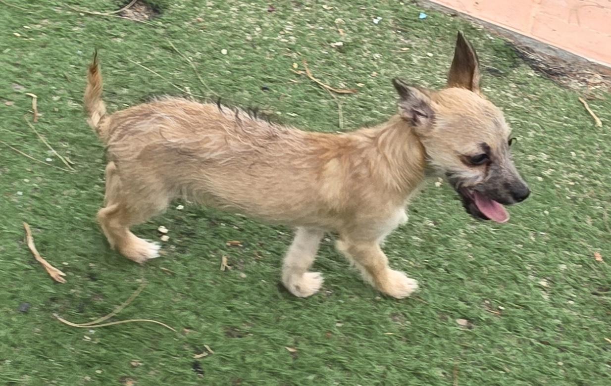 Enlarge Mia, a ADOPTABLE mixed breed in Fallbrook, CA image 4/6