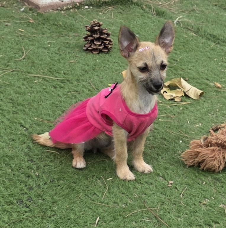 Enlarge Mia, a ADOPTABLE mixed breed in Fallbrook, CA image 3/6