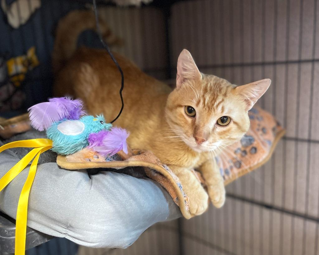 Enlarge Wylie, a Adoptable mixed breed in Tulsa, OK image 2/6