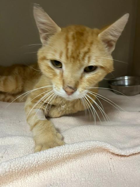 Enlarge Wylie, a Adoptable mixed breed in Tulsa, OK image 6/6