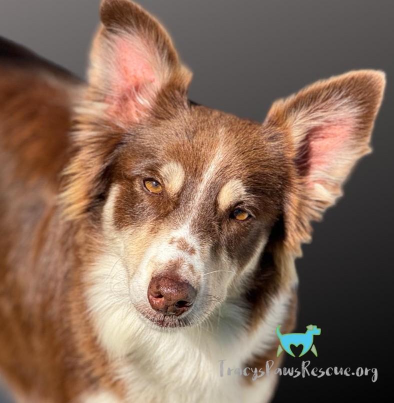 Bindi - An Aussie with a heart as big as Texas!