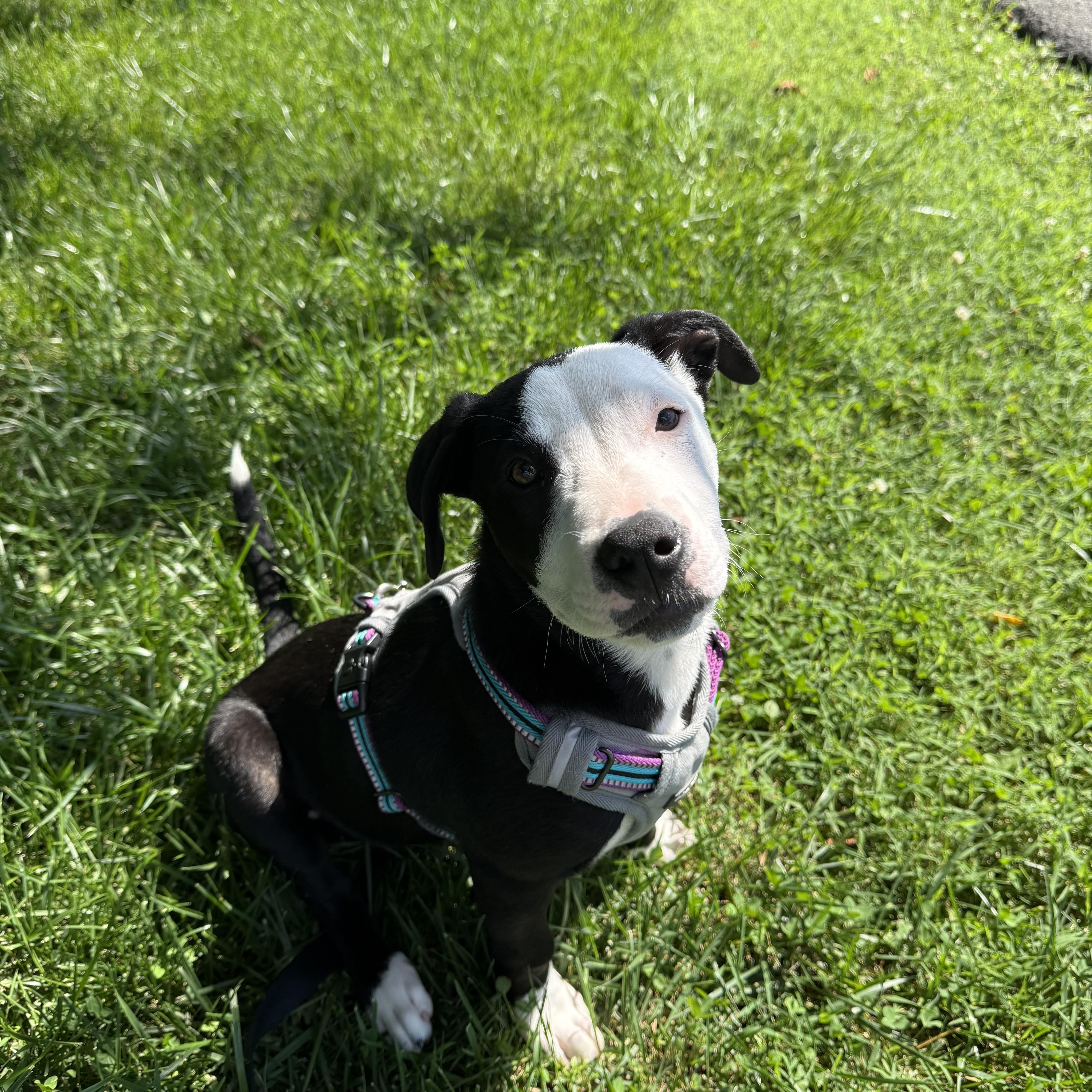Enlarge Snoopy, an adopted mixed breed in Hendersonville, TN image 1/1