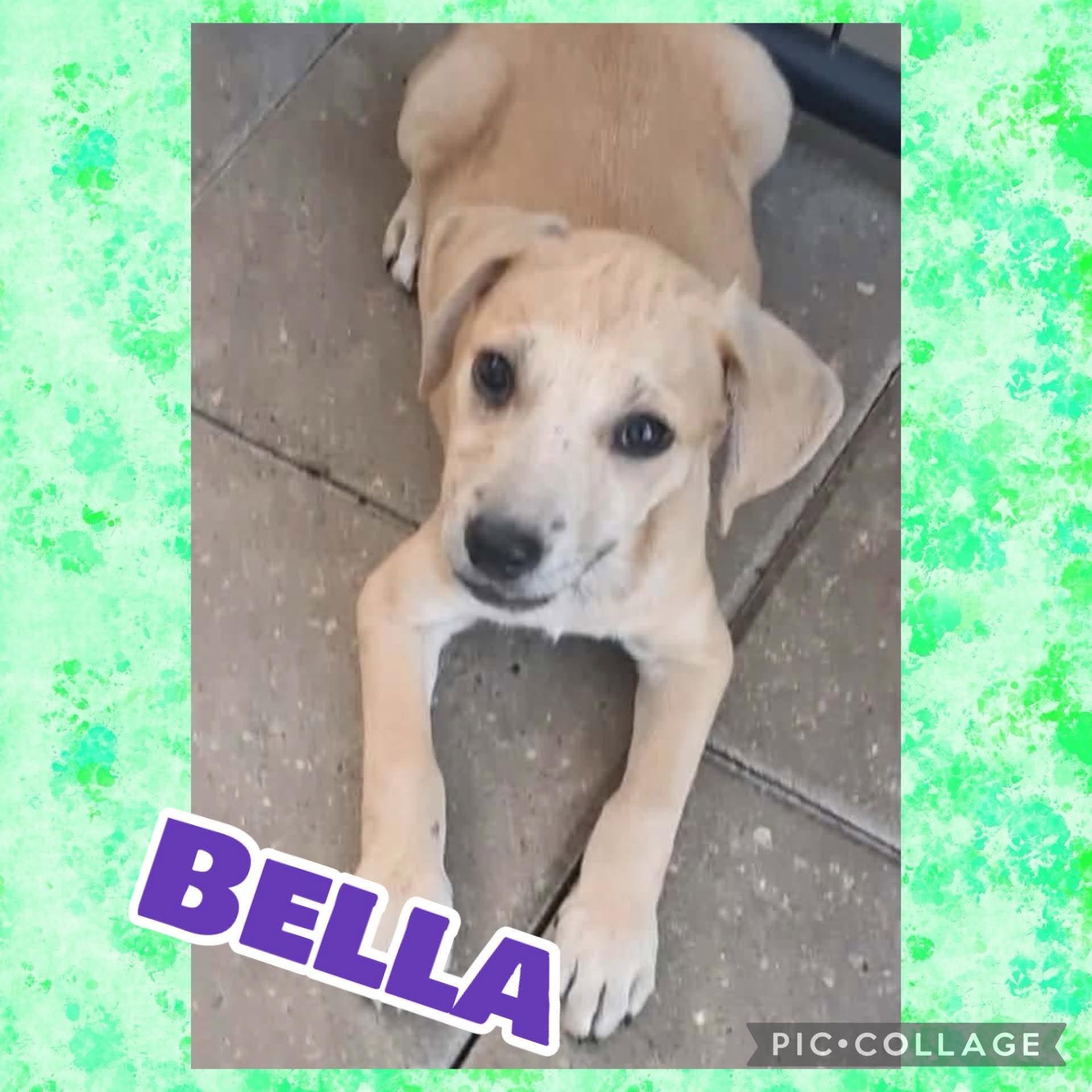 Bella, Adopted, Puppy Female West Highland White Terrier / Westie & Dachshund.