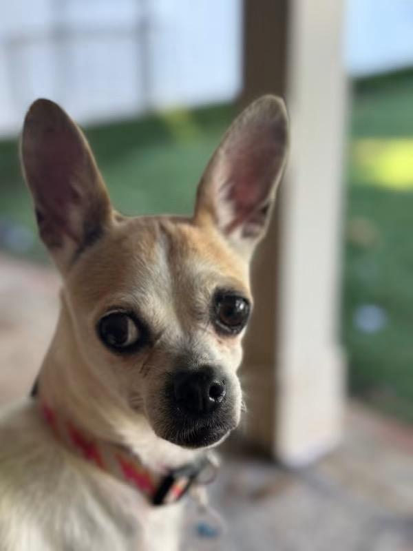 Enlarge Antionette and Guinevere (bonded), a ADOPTABLE mixed breed in Matthews, NC image 4/4
