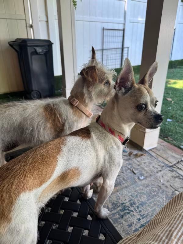 Enlarge Antionette and Guinevere (bonded), a ADOPTABLE mixed breed in Matthews, NC image 1/4
