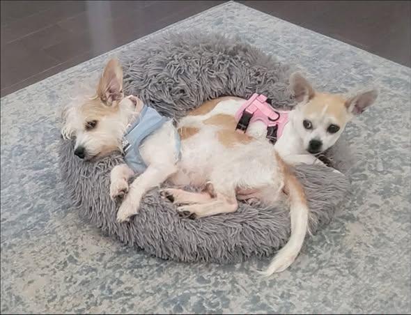 Antionette and Guinevere (bonded), ADOPTABLE, Adult Female Chihuahua.