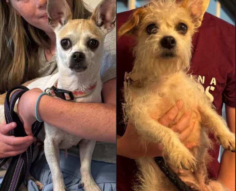 Enlarge Antionette and Guinevere (bonded), a ADOPTABLE mixed breed in Matthews, NC image 2/4