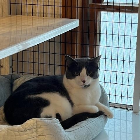 Ralphie, Adoptable, Adult Male Domestic Short Hair.