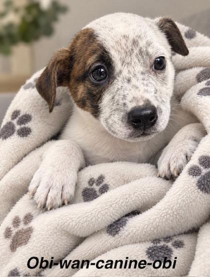 Enlarge Obi-Wan-Canine-Obi, a Adoptable mixed breed in Kansas City, MO image 1/2