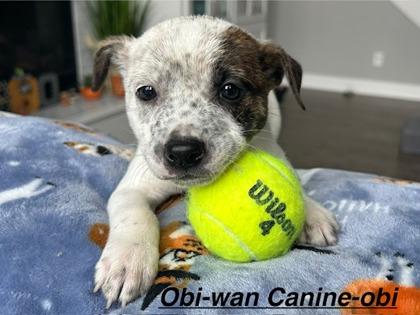 Enlarge Obi-Wan-Canine-Obi, a Adoptable mixed breed in Kansas City, MO image 2/2