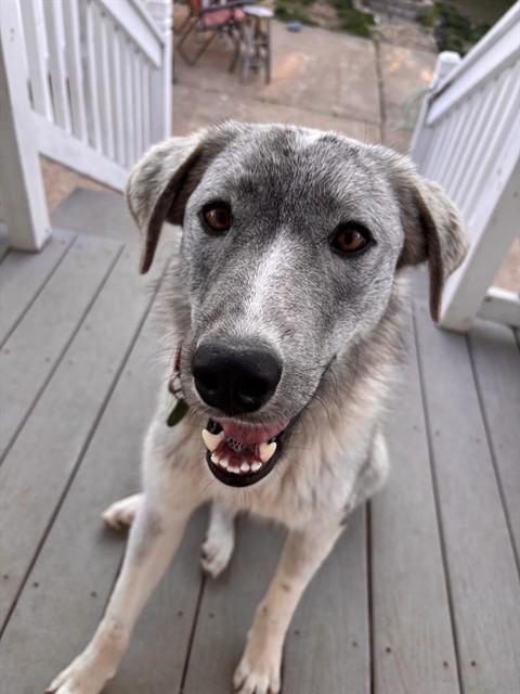 MIRAGE, Adoptable, Young Female Australian Shepherd.