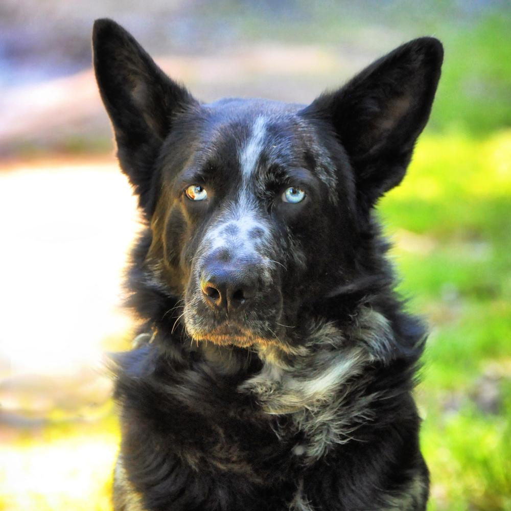 Enlarge Asher, a Adoptable mixed breed in Barnesville, GA image 2/6