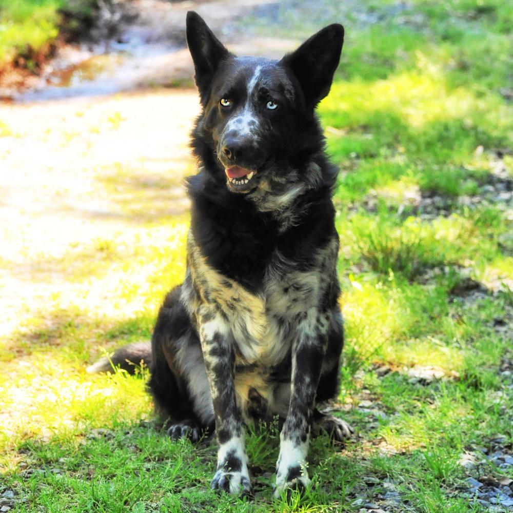 Asher, a Adoptable mixed breed in Barnesville, GA image 2/4