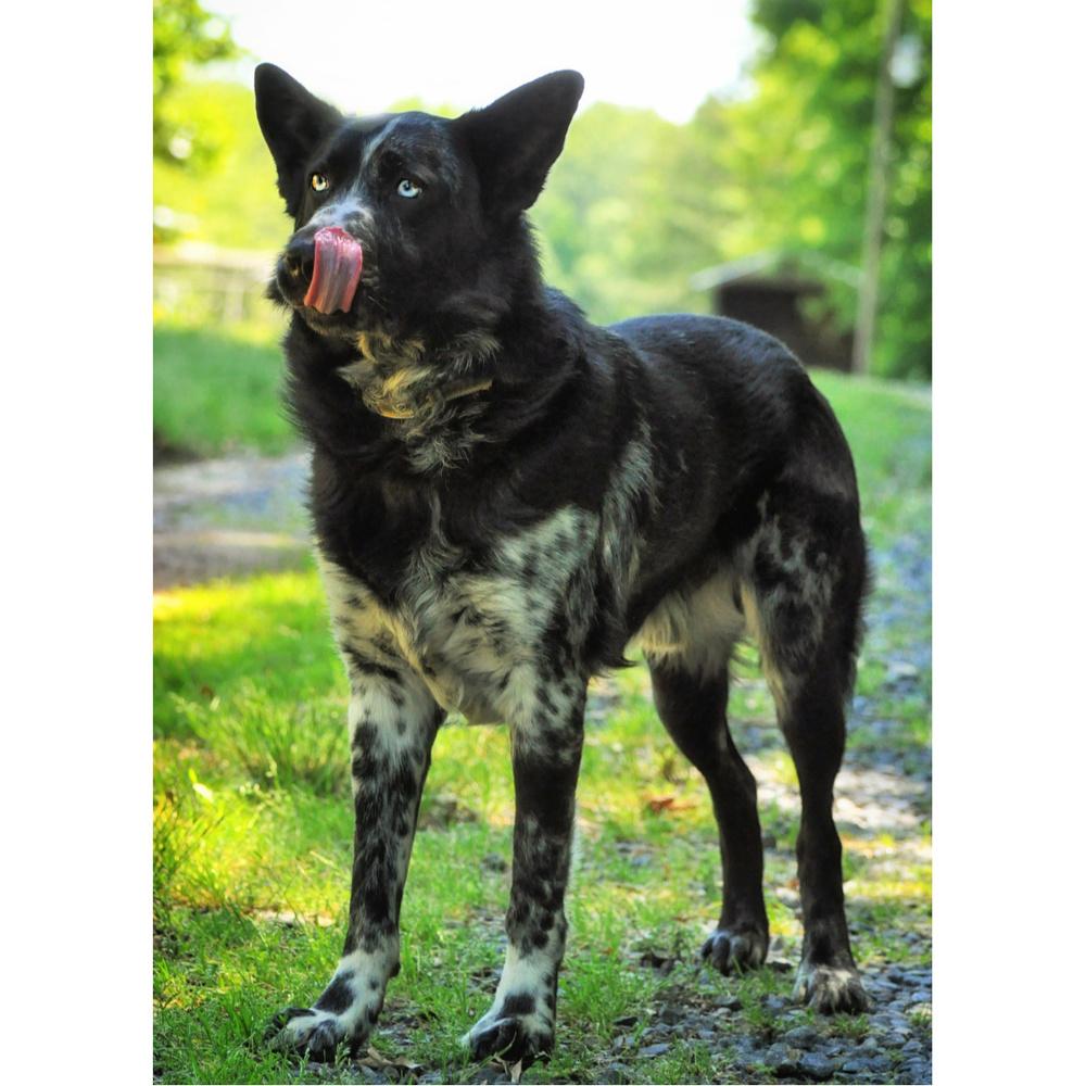 Asher, a Adoptable mixed breed in Barnesville, GA image 3/4