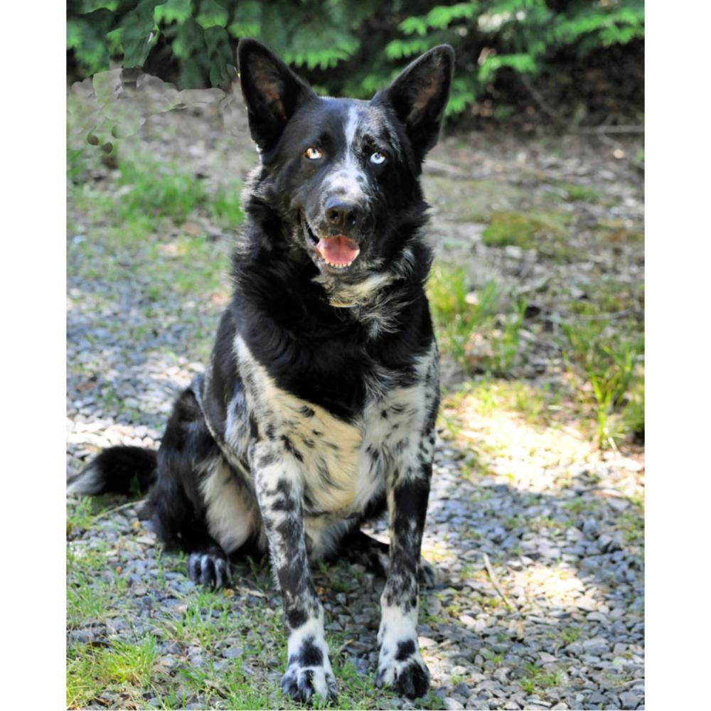 Asher, a Adoptable mixed breed in Barnesville, GA image 4/4