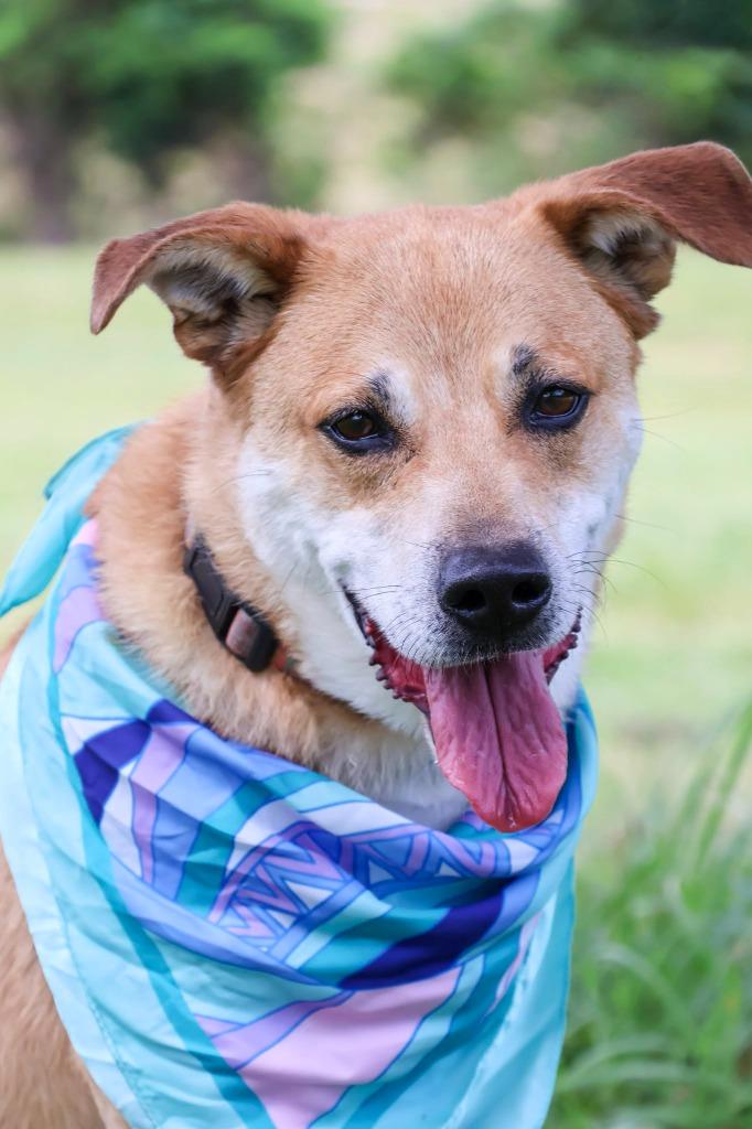 Enlarge Royal(Milo), a Adoptable mixed breed in Columbia, TN image 1/4
