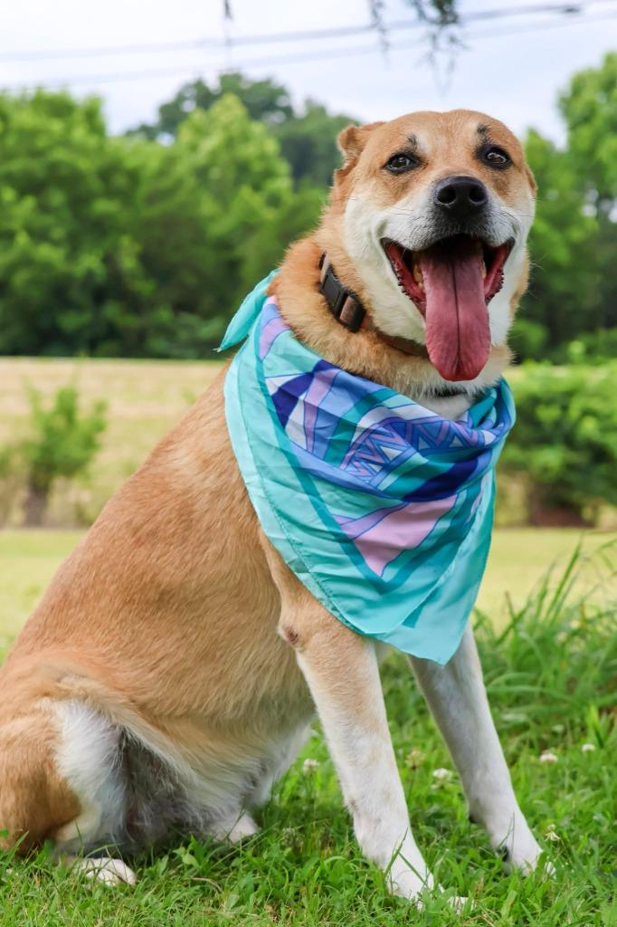 Enlarge Royal(Milo), a Adoptable mixed breed in Columbia, TN image 2/4