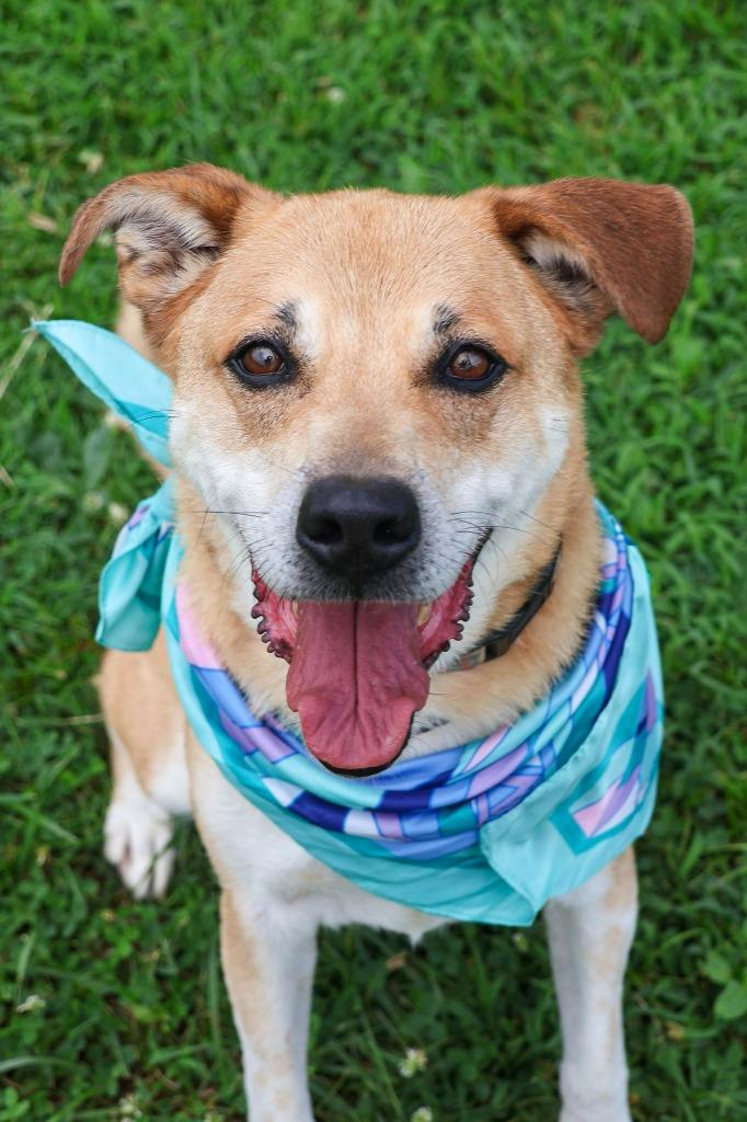 Enlarge Royal(Milo), a Adoptable mixed breed in Columbia, TN image 3/4