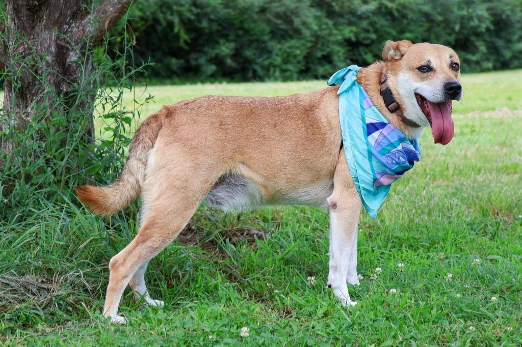 Enlarge Royal(Milo), a Adoptable mixed breed in Columbia, TN image 4/4