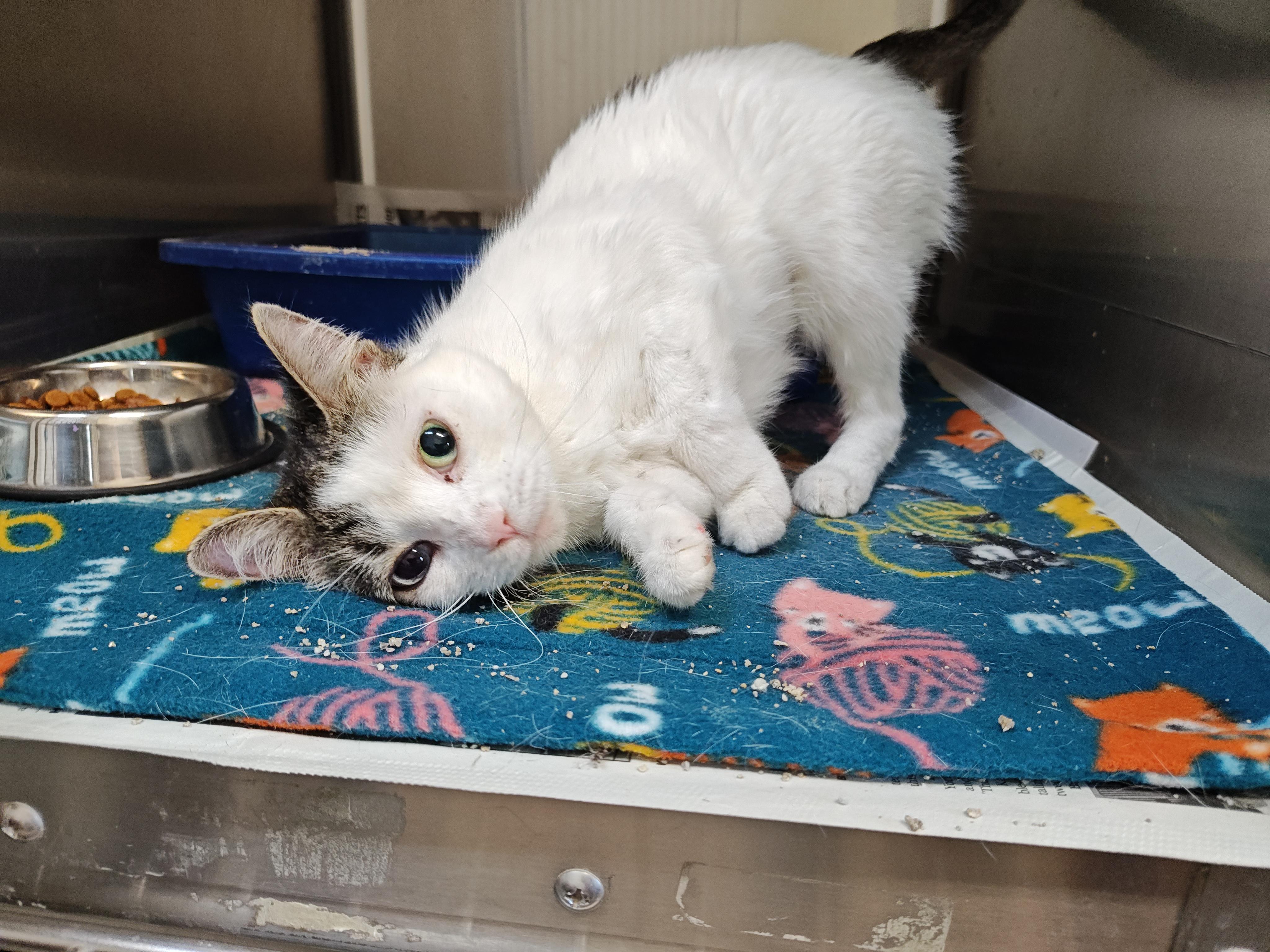 Ida, Adult Female Domestic Short Hair