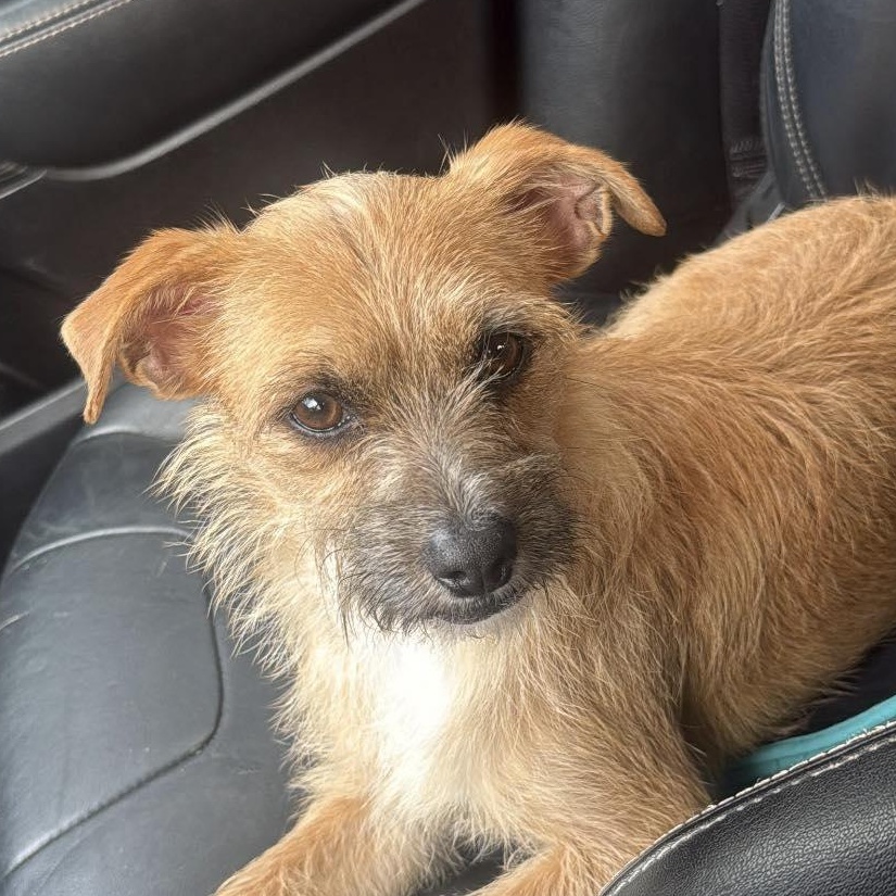 Bugsy 11 lbs and 15 months, ADOPTABLE, Adult Male Border Terrier.