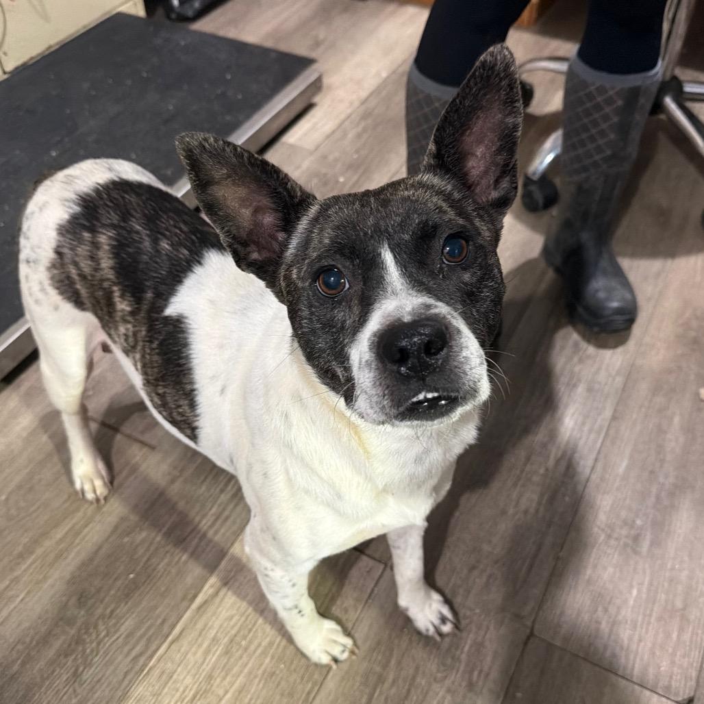 Artemis *My Adoption is Pending!**My adoption fee is partially sponsored!*, Adoptable, Adult Female Mixed Breed.