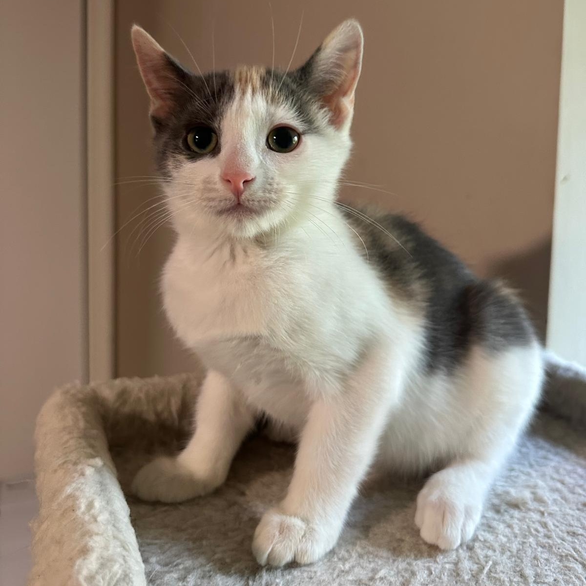 Enlarge Vanilla (bonded with Cream), a ADOPTABLE Domestic Short Hair in Lawrenceville, GA image 2/5
