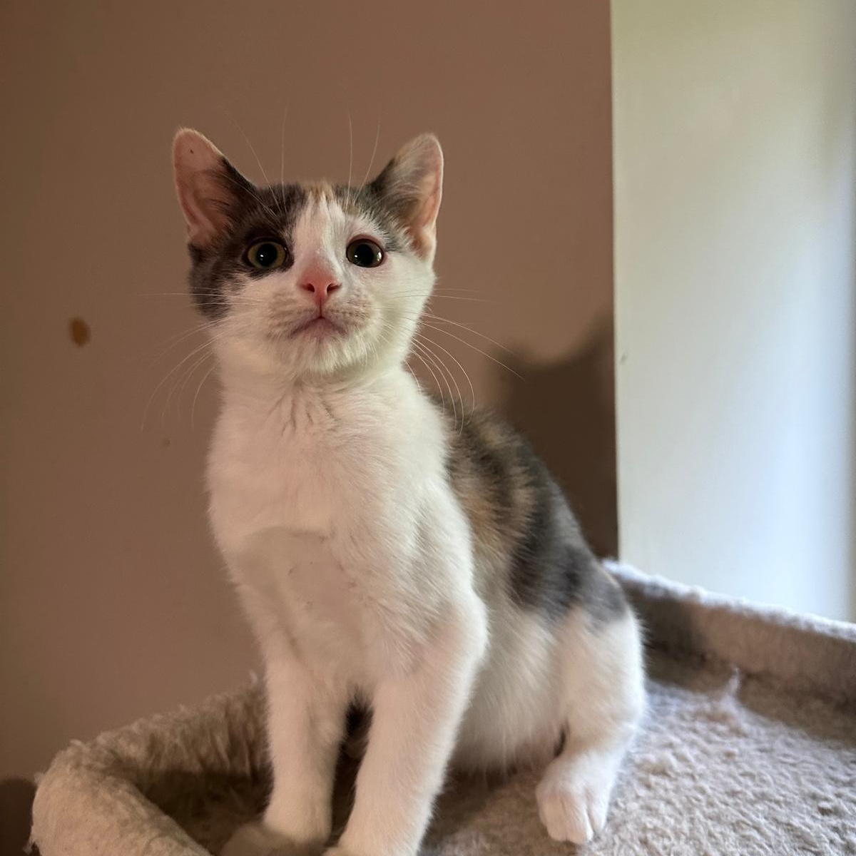 Vanilla (bonded with Cream), ADOPTABLE, Kitten Female Domestic Short Hair.
