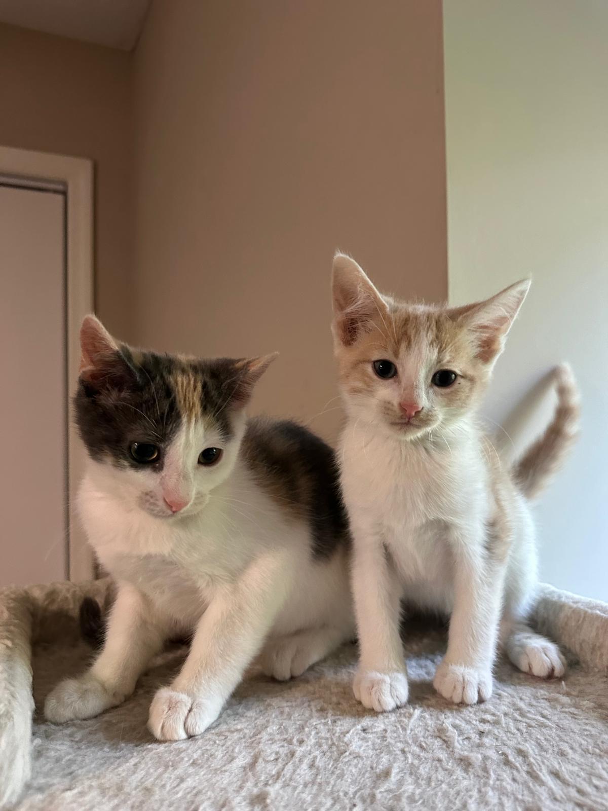 Enlarge Vanilla (bonded with Cream), a ADOPTABLE Domestic Short Hair in Lawrenceville, GA image 3/5