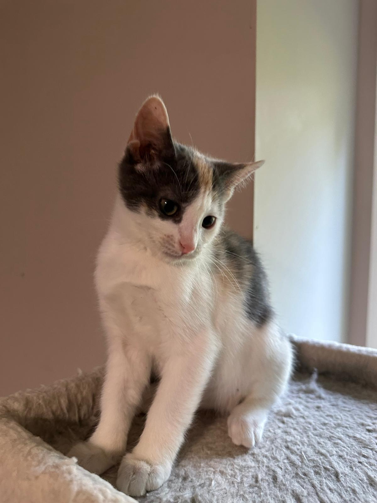 Enlarge Vanilla (bonded with Cream), a ADOPTABLE Domestic Short Hair in Lawrenceville, GA image 4/5