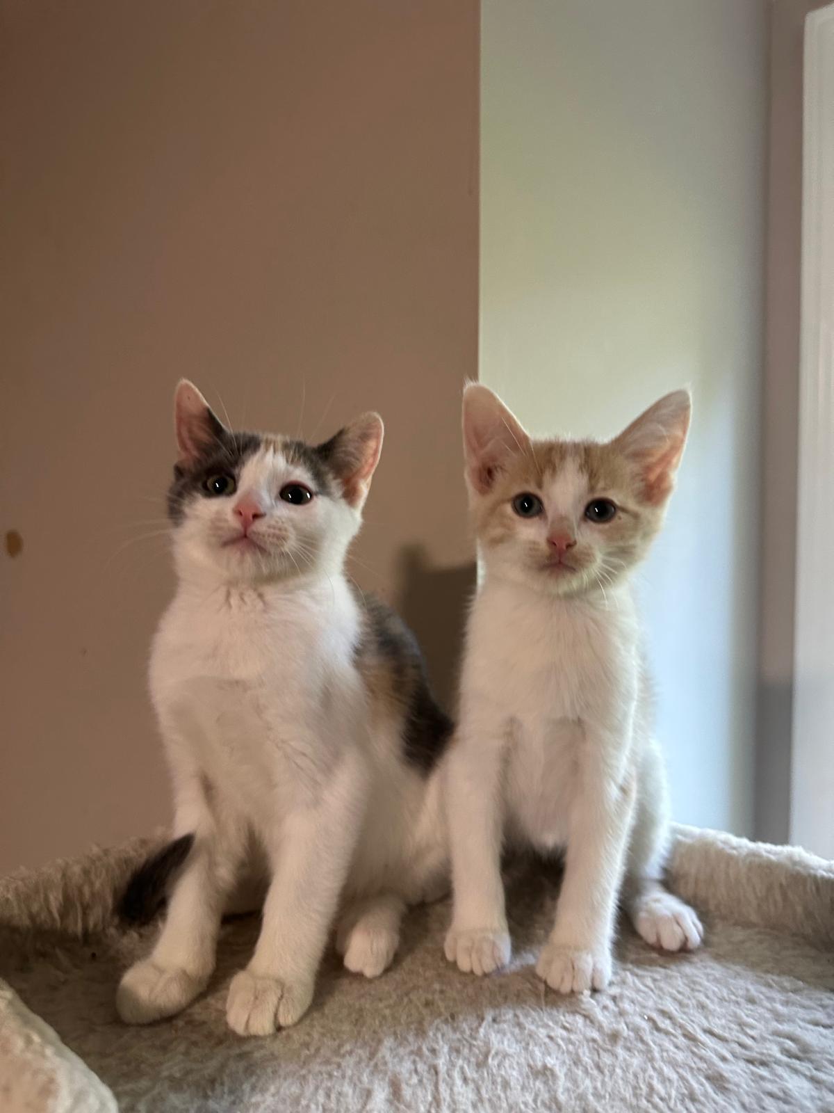 Enlarge Vanilla (bonded with Cream), a ADOPTABLE Domestic Short Hair in Lawrenceville, GA image 5/5