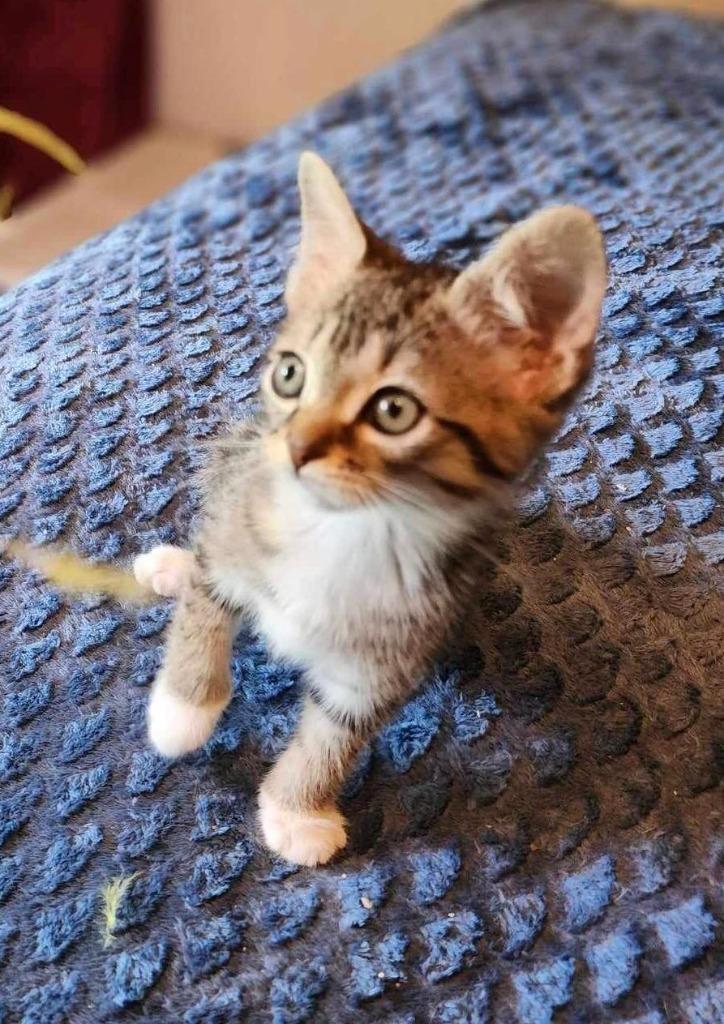 Stanza, Adoptable, Adult Female Domestic Short Hair.