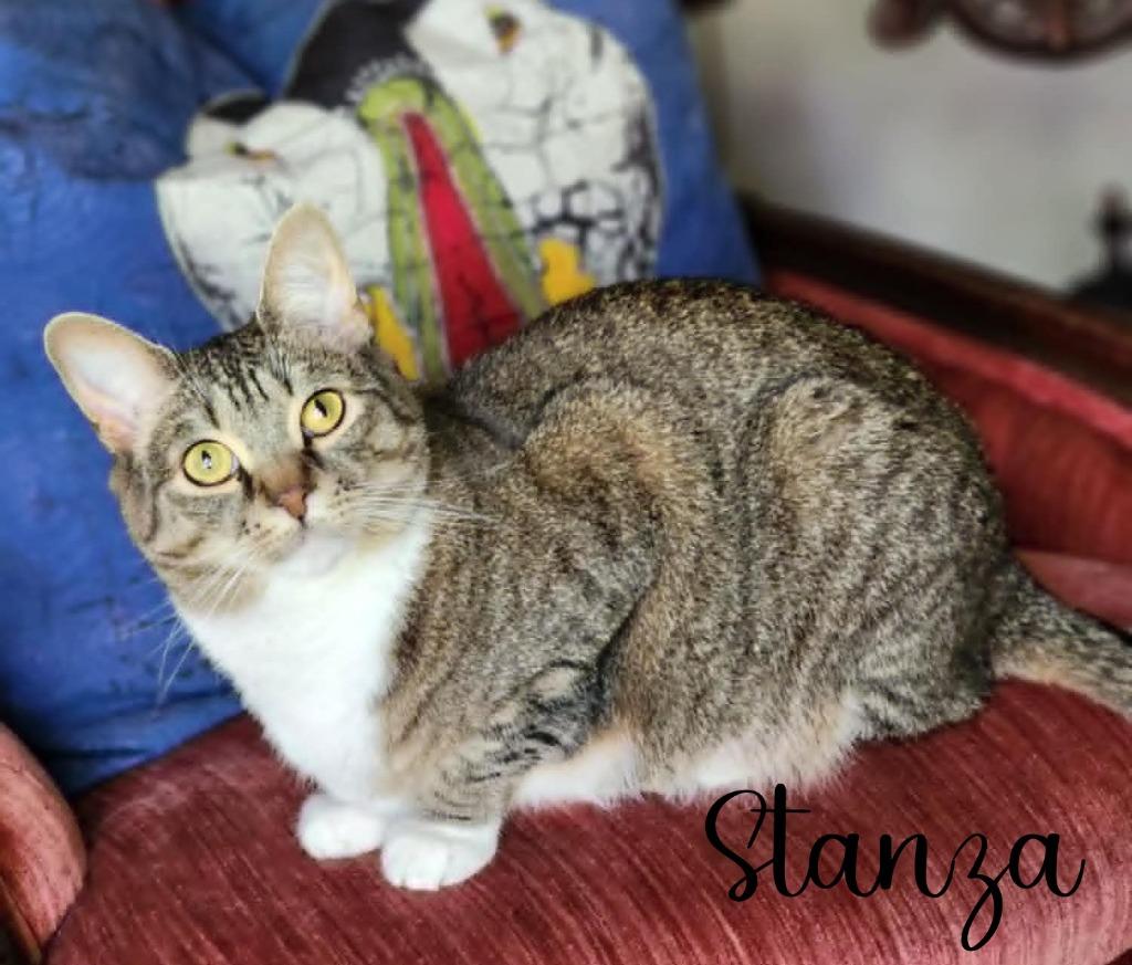 Stanza, Adoptable, Adult Female Domestic Short Hair.