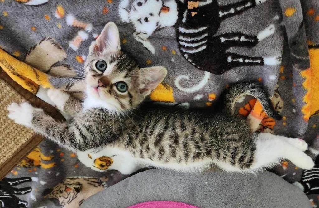 Stanza, Adoptable, Adult Female Domestic Short Hair.